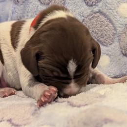 German Shorthaired Pointer Puppies from Hanaway GSPs