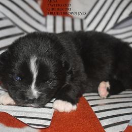 Ailsa - Black tri female Miniature Australian Shepherd puppy in Patterson, North Carolina from DreamLine Aussies