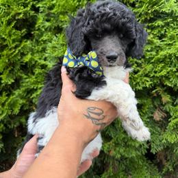 Cedar - Parti male Poodle puppy in Longview, Washington from Evergreen Miniature Poodles