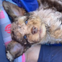 Aussiedoodle Puppies from Gore Doodle Ranch