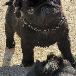 Pugs and Tibetan Spaniels from Wright's Pugs