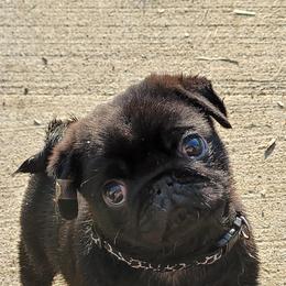 Pugs and Tibetan Spaniels from Wright's Pugs
