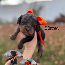 Bernedoodle, Cavalier King Charles Spaniel, Cavapoo, Goldendoodle, and Poodle Puppies from Gypsi Doodles & Poodles LLC.