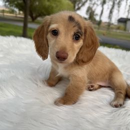 Eclipse - Cream male Dachshund puppy in Ontario, Oregon from Get A Long Little Doggie
