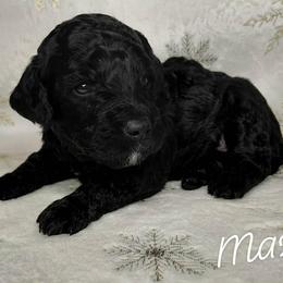 Max - Black male Goldendoodle puppy in Eau Claire, Wisconsin from Fisher River Doodle's