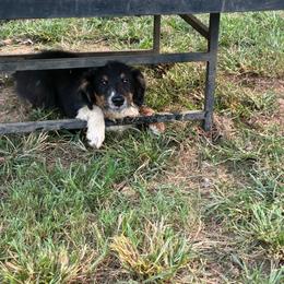 Hank - Black tri male Miniature American Shepherd puppy in Harmony, North Carolina from Carolina Pride Miniature American Shepherds