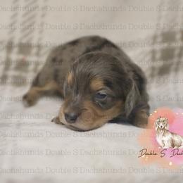 Wally - Dapple male Dachshund puppy in Timpson, Texas from Double S Kennel