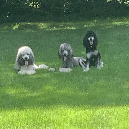 Poodles from Sunset Standards