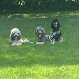 Poodles from Sunset Standards