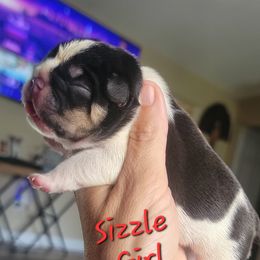 Sizzle Girl - Tricolors female French Bulldog puppy in Howell, Michigan from Jessicah's Frenchies Michigan's French Bulldog Breeder