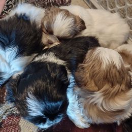 Shih Tzus from Shih Tzu of Southwest Va