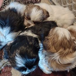 Shih Tzus from Shih Tzu of Southwest Va