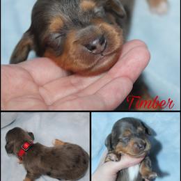 Timber - Dapple male Dachshund puppy in South Webster, Ohio from Griffith’s Gorgeous Dachshunds