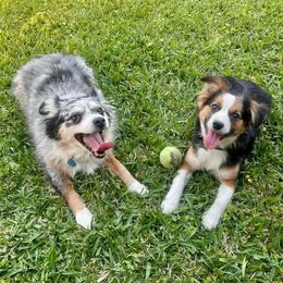 Miniature Australian Shepherd All Grown Up from Kountryside Mini Aussies
