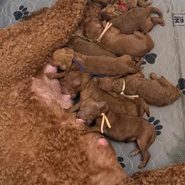 Sunrise - Red  female Poodle puppy in Mount Vernon, Illinois from AMC Poodles