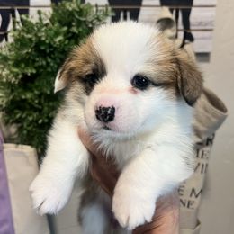 Sable Girl - Sable female Pembroke Welsh Corgi puppy in Coeur D’alene, Idaho from Alder Creek Corgis