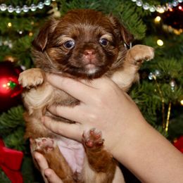 Coco - Chocolate sabled fawn female Chihuahua puppy in Burleson, Texas from Luxe Paradise House of Chi