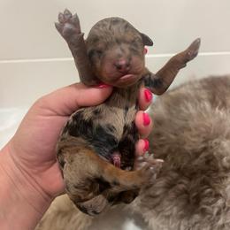 Boy 1 - Red merle male Aussiedoodle puppy in Calimesa, California from Teakwoodpoodleofsocal
