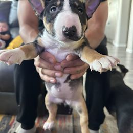 Lila - Black tan and white Miniature Bull Terrier puppy in Nevada from R&R kennel