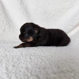 Fig - Black and tan parti male Pomeranian puppy in Morgan, Utah from Rockstar Rigby Pomeranians