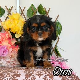 Eros - Black and tan male Cavalier King Charles Spaniel puppy in Hollywood, Florida from World Class Cavaliers