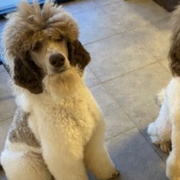 Poodles from Poodle Empire