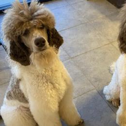 Poodles from Poodle Empire