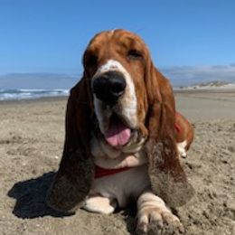 Whitty - Basset Hound