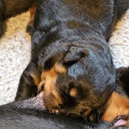 Barbie Vom Hause Pragacz aka futere Champ - Black and mahogany female Rottweiler puppy in Bartonsville, Pennsylvania from Karol's Rottweilers