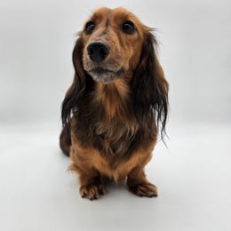 Pheobe - Dachshund
