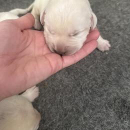 Boy 6- White English Lab - Yellow male Labrador Retriever puppy in Isanti, Minnesota from Four Corners Family Labs