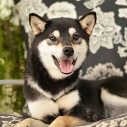 Sakii - Shiba Inu