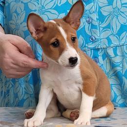 Girl 4 - female Basenji puppy in Austell, Georgia from Sherwood Basenjis