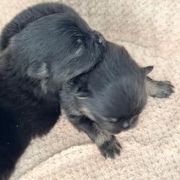 Girl 1 - Black and tan female Pomeranian puppy in Spring Branch, Texas from Montefino Pomeranians