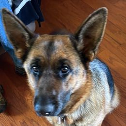 German Shepherds from Kickasola kennel