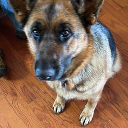German Shepherds from Kickasola kennel