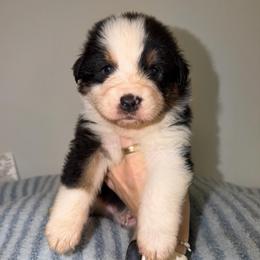Chicken Crunch Roll - Black tri-color male Australian Shepherd puppy in Anniston, Alabama from All Hale Aussies