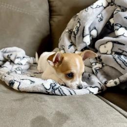 Copper ( in Alabama) - Gold and white male Chihuahua puppy in Alvord, Texas from Gift of Gods Favor