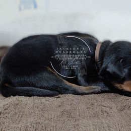 Black Male - Black and rust male Doberman Pinscher puppy in Spencer, Indiana from Jackson's Dobermans
