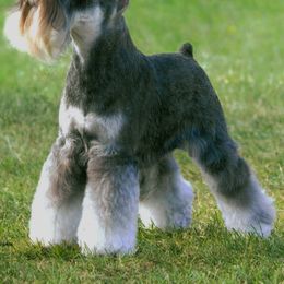 Miniature Schnauzer All Grown Up from Sumerwynd Miniature Schnauzers