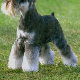 Miniature Schnauzer All Grown Up from Sumerwynd Miniature Schnauzers