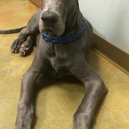Great Danes from Owl Valley Danes