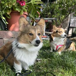Pembroke Welsh Corgis from Golden Coast Corgis
