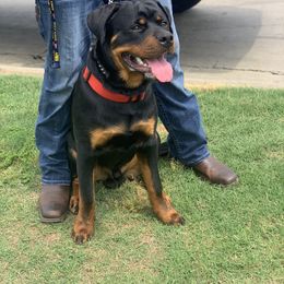 Rottweiler Puppies from Rottweilers Vom Haus Forte