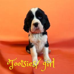 Tootsies - Black and white female English Springer Spaniel puppy in Cookeville, Tennessee from AVE Springer Spaniels