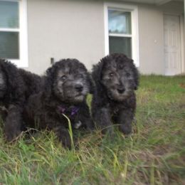 Bedlington Terrier and Great Dane Puppies from Cloud9 Bedlingtons and Argos Danes