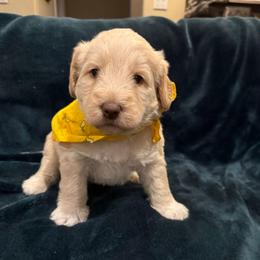 Rhett-Dream - Cream male Labradoodle puppy in Churchill County Fallon, Nevada from Card Family Ranch