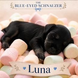 Luna - Black and silver female Miniature Schnauzer puppy in Winter Haven, Florida from The Blue Eyed Schnauzer