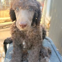 Scooby - Cafe au lait male Poodle puppy in Meadowbrook, California from Standard Poodle Pups