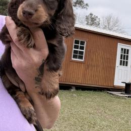 Olivia - Chocolate and tan female Dachshund puppy in Call, Texas from Dachshund D’Amore